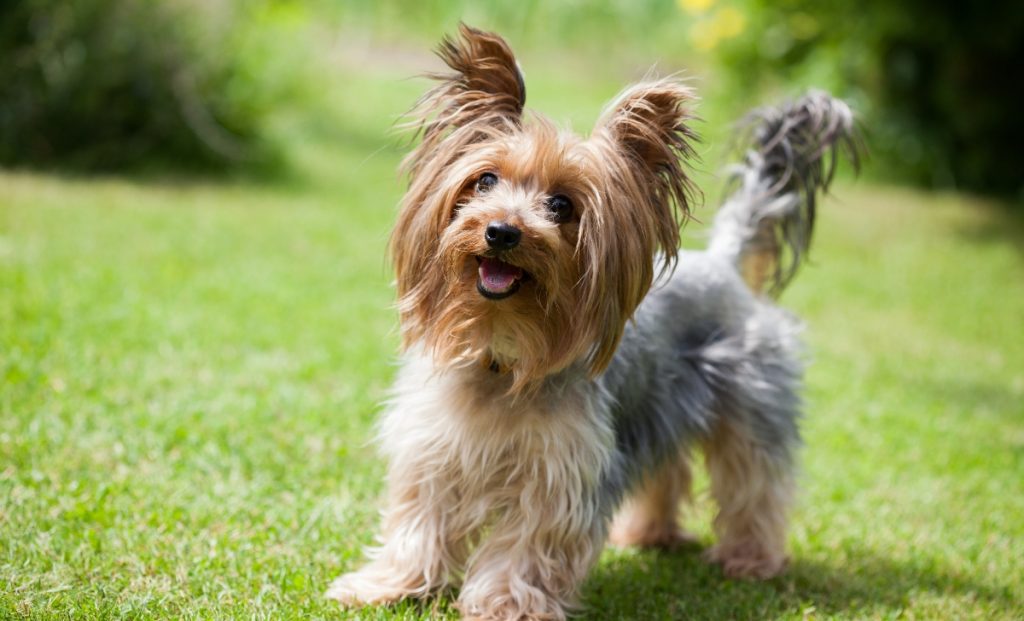 Yorkshire Terrier