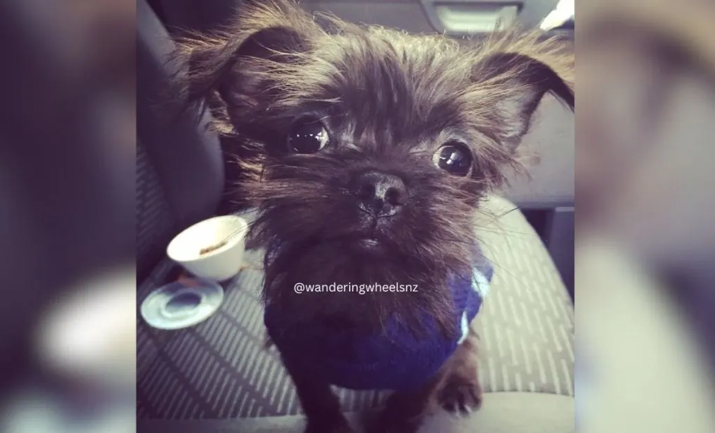 Chihuahua x Affenpinscher