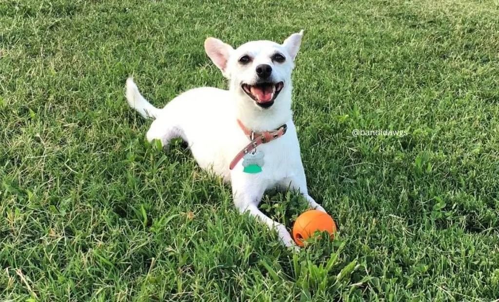 Chihuahua x American Eskimo