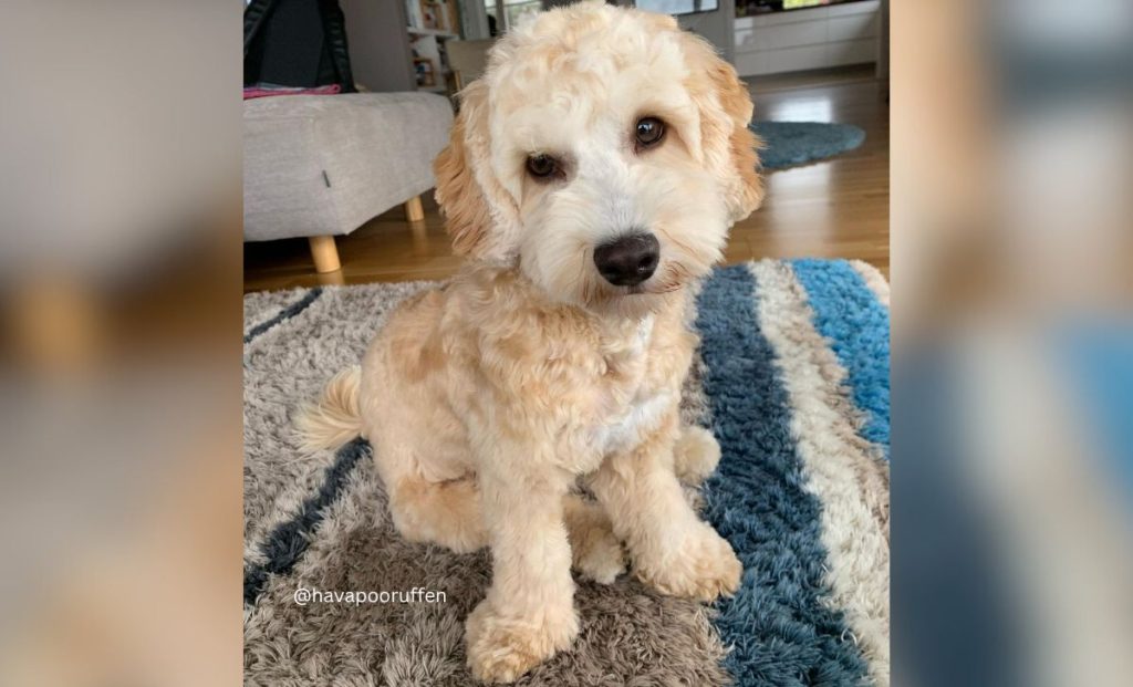 apricot havanese color