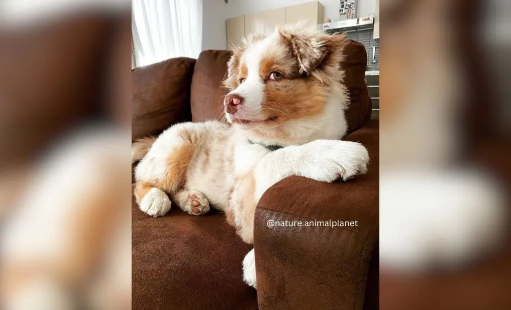 Chihuahua x Aussie