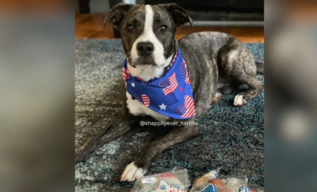 Australian Shepherd pitbull mix