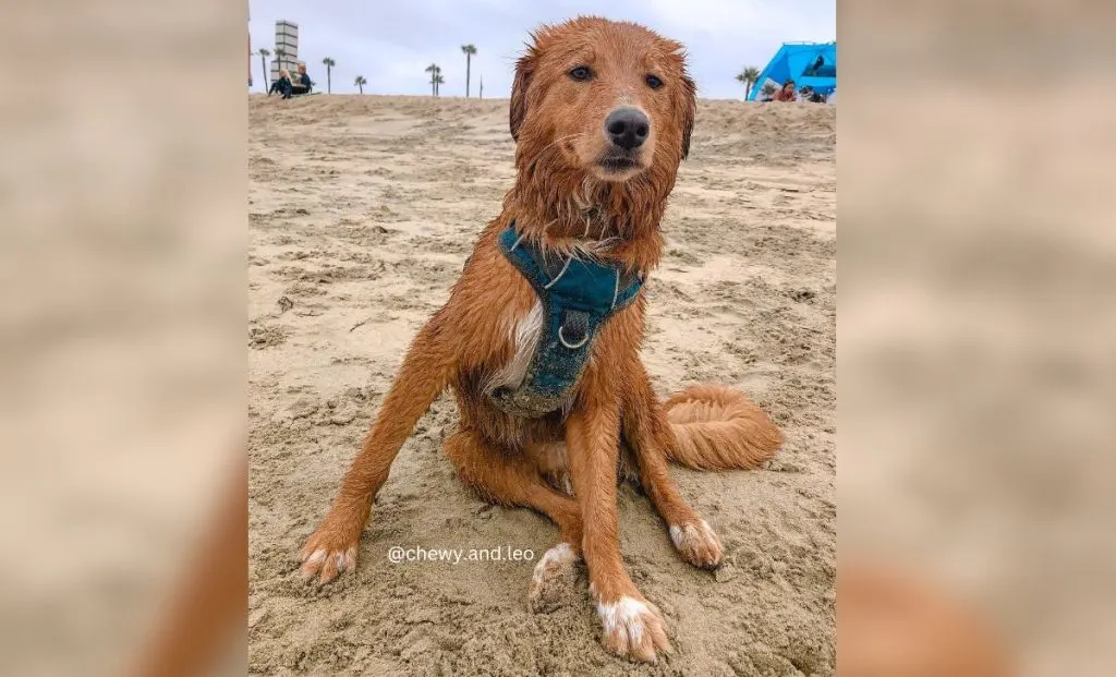 Golden Aussie