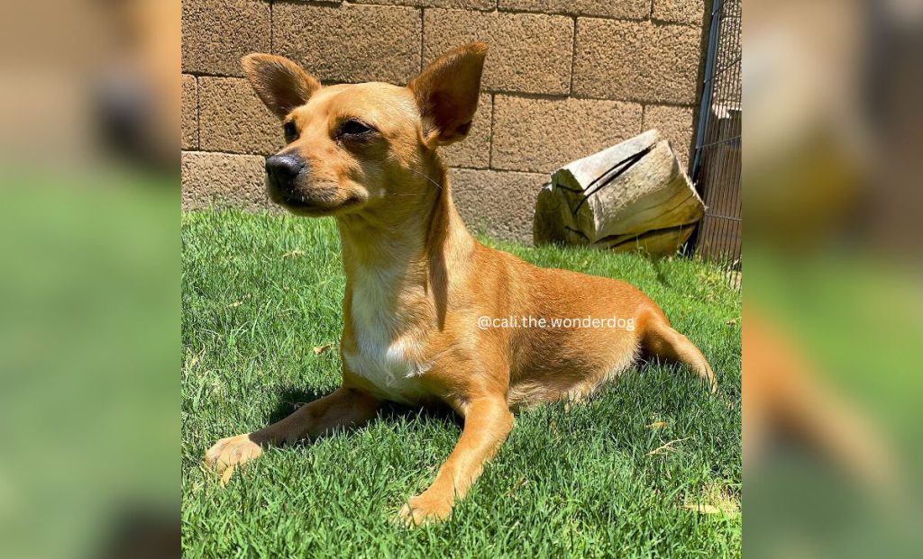 Chihuahua x Basenji