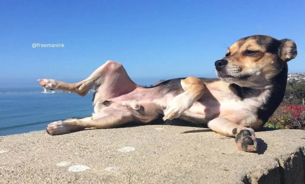 Chihuahua x Beagle
