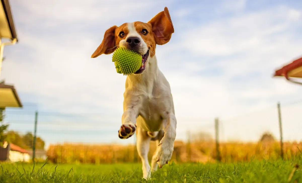 beagle colors