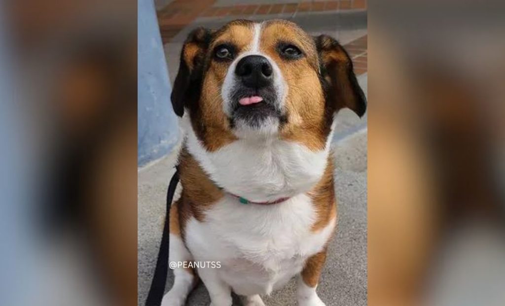 Beagle Corgi Mix