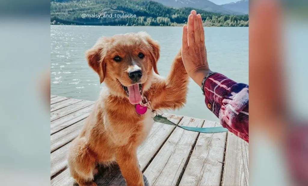 Golden Mountain Dog 