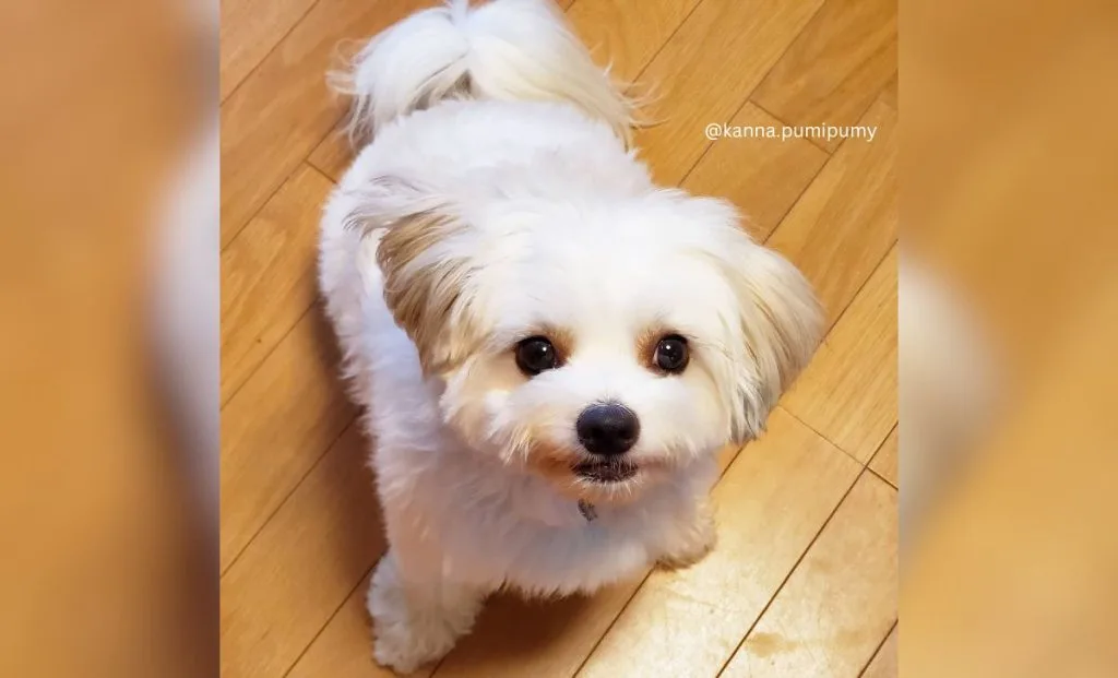 Chihuahua x Bichon Frise