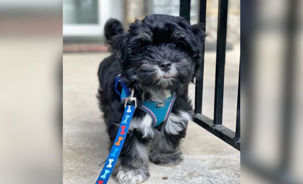 black and silver havanese color