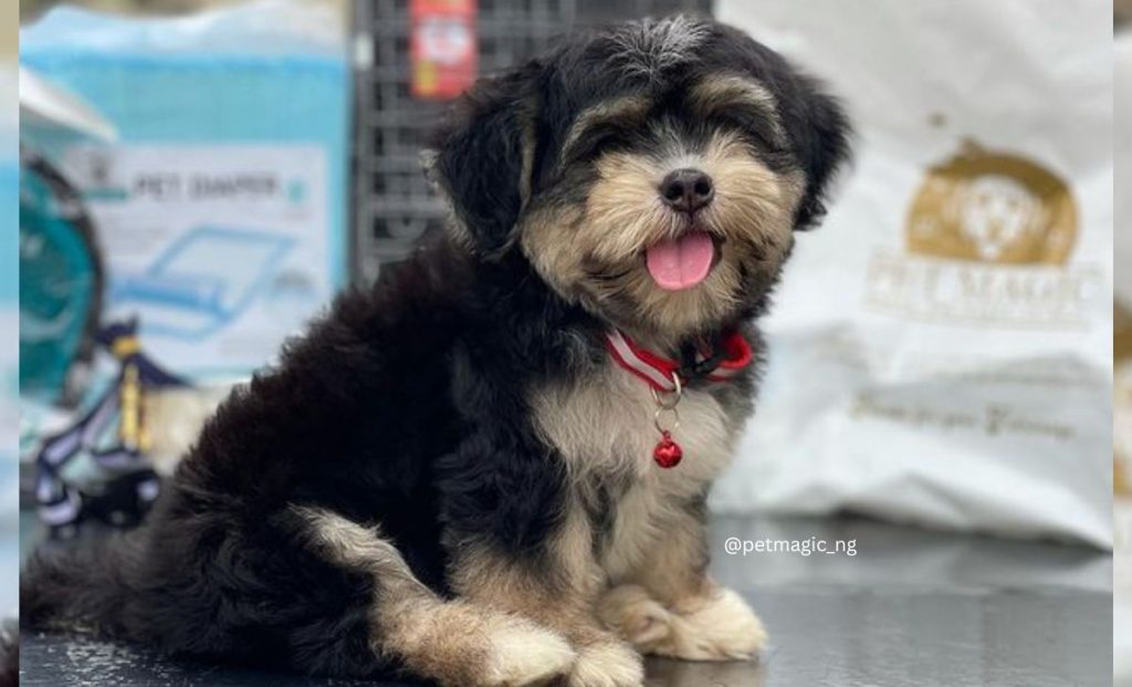 black and tan lhasa apso