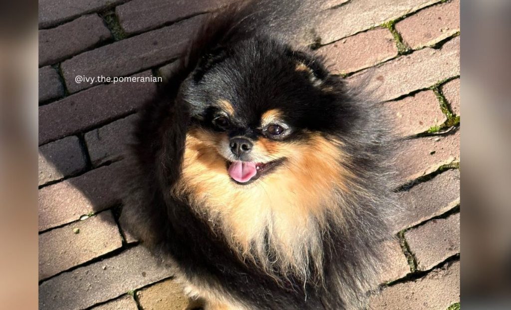 black and tan pomeranian color