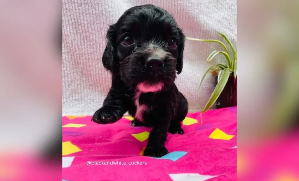 black and white cocker spaniel color