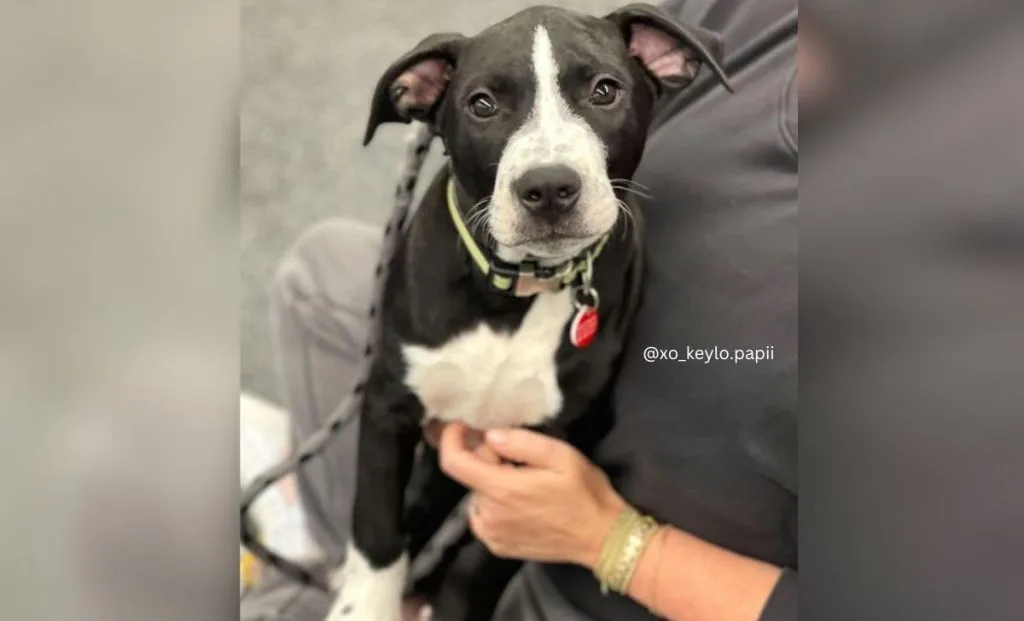 Black And White Pitbull