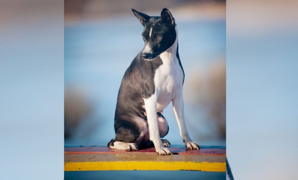 black and white basenji color