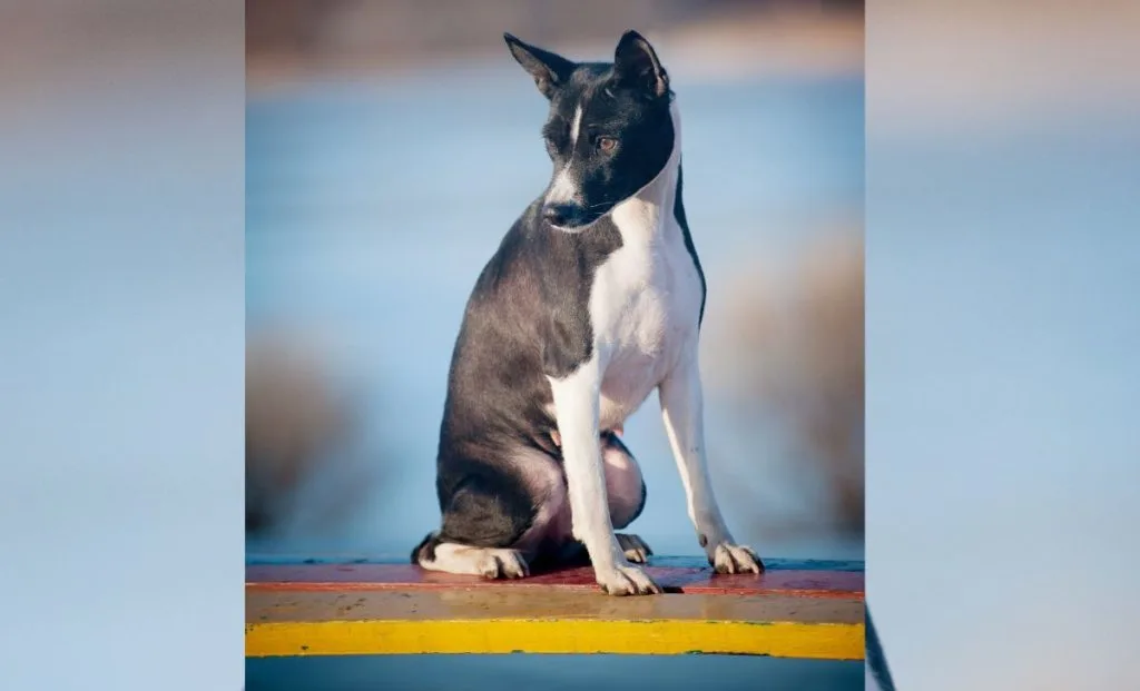 black and white basenji color