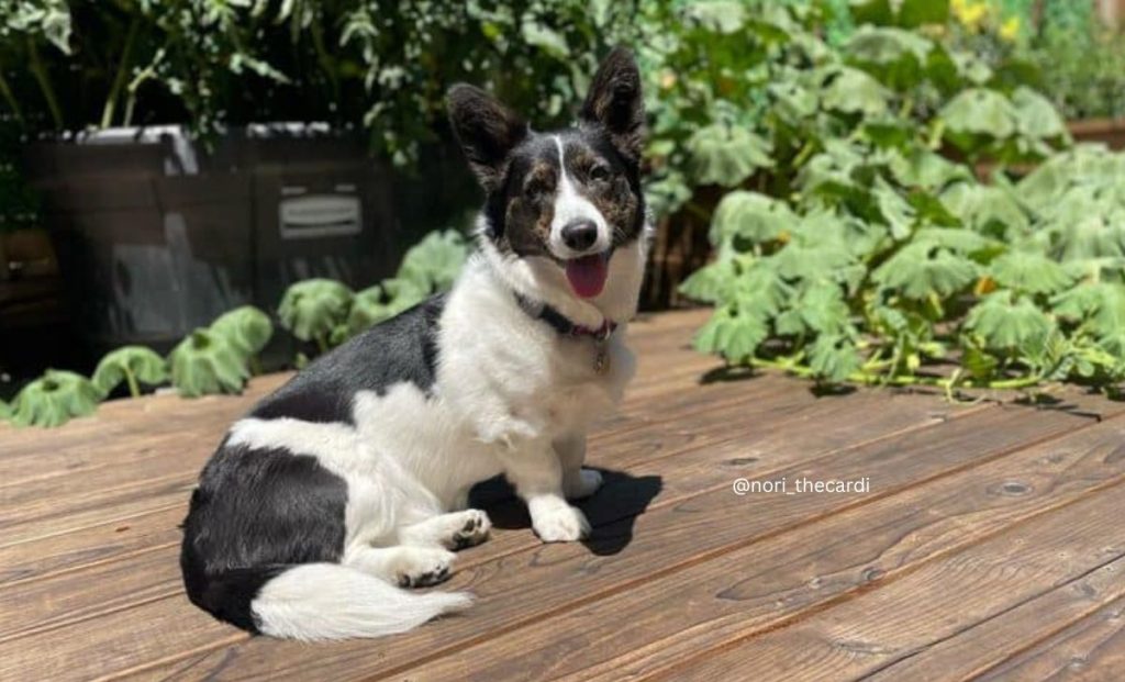 black and white corgi