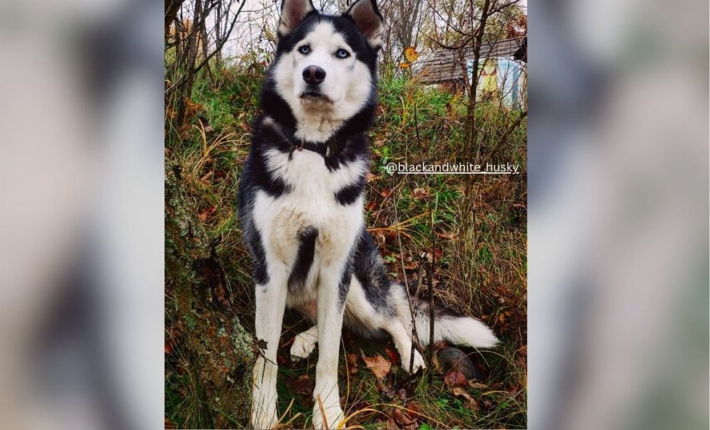 black and white husky
