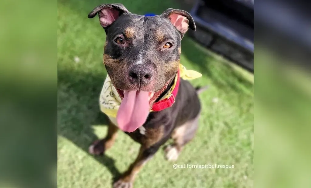 Black Brindle Pitbull