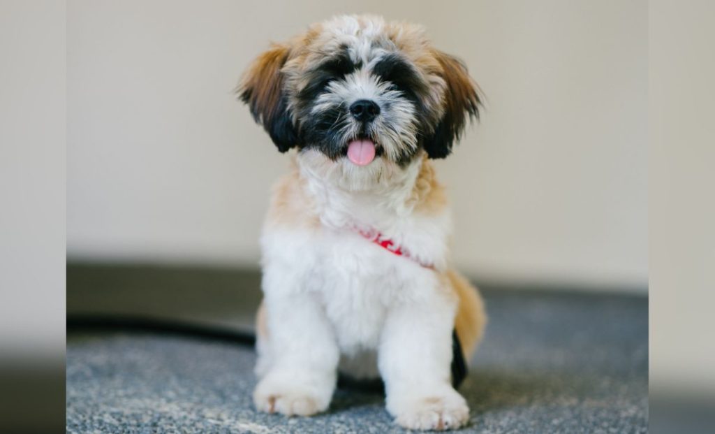 Black Gold And White Shih Tzus