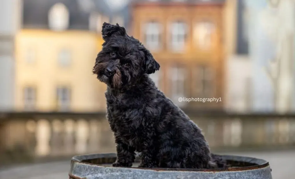 black havanese color