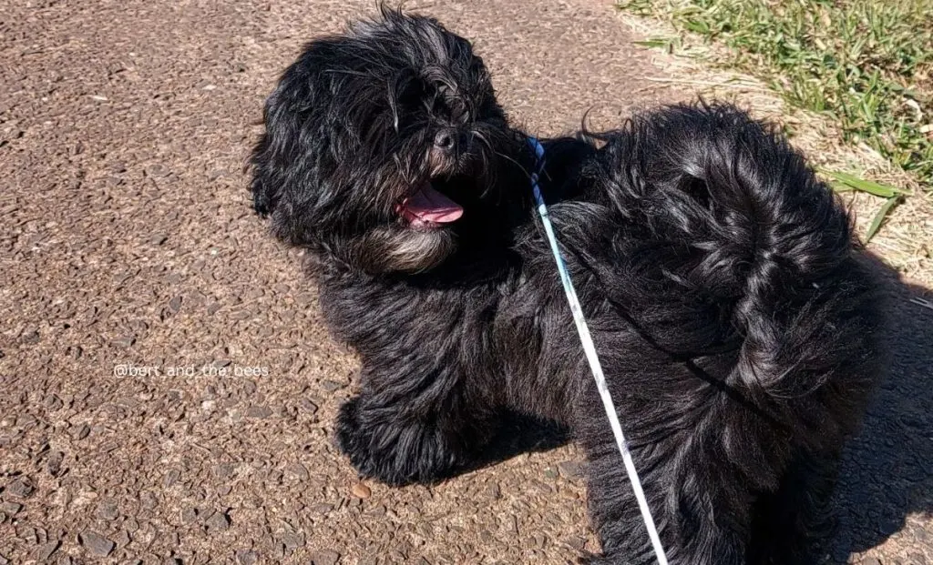 black lhasa apso