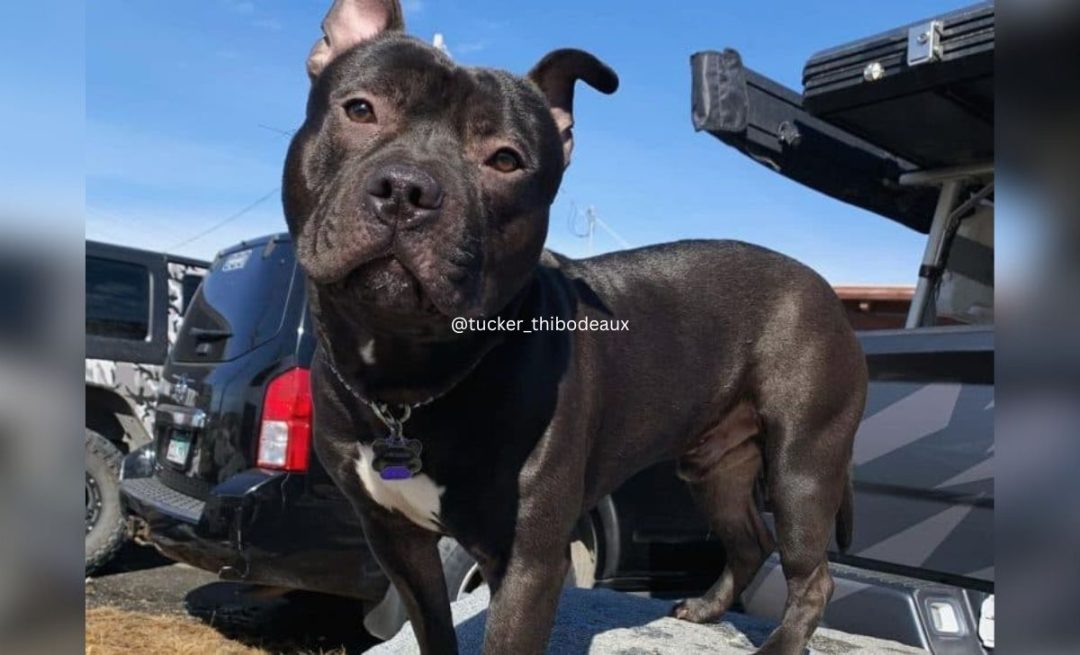 35 Pitbull Colors You'll Fall In Love With (With Pictures)