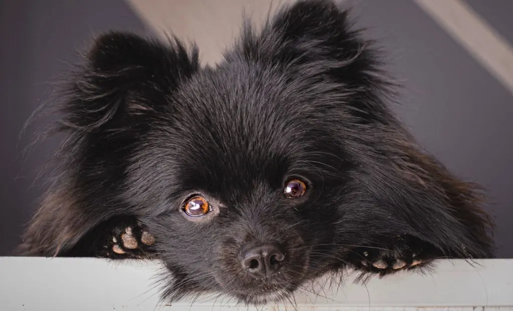 black pomeranian color