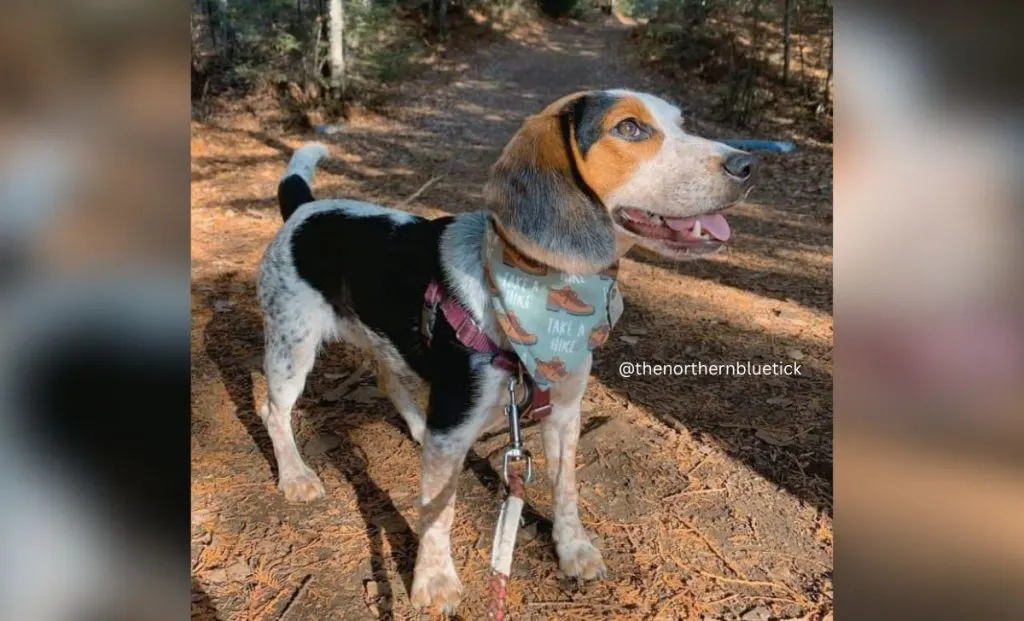 black, tan and bluetick beagle color
