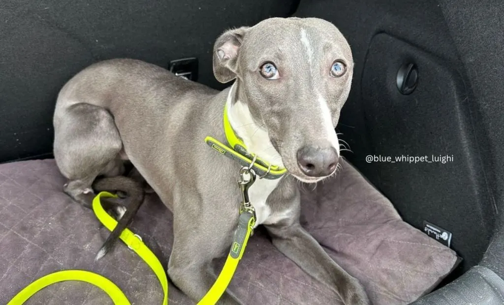 blue whippet color