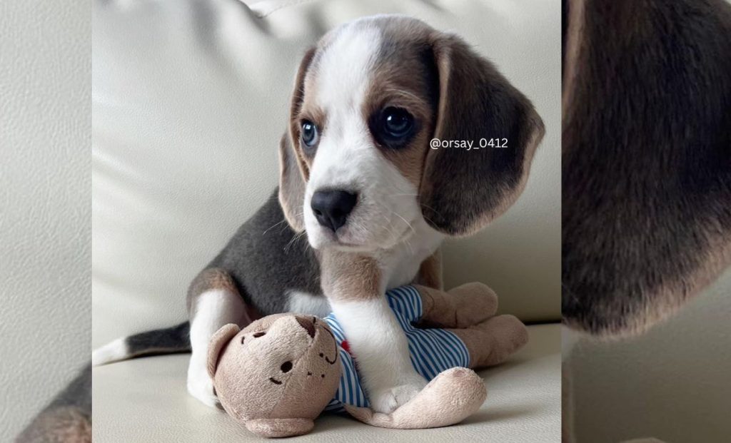 blue and white beagle color