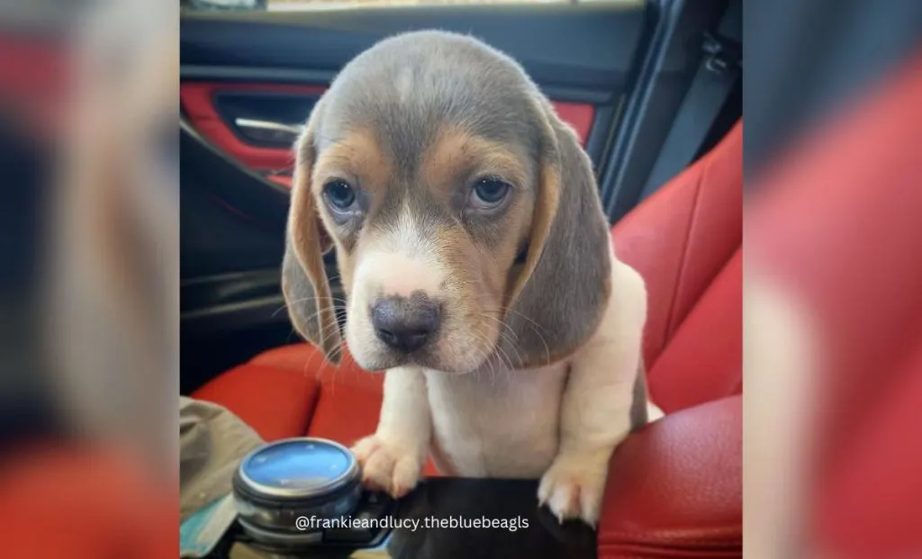 blue beagle color