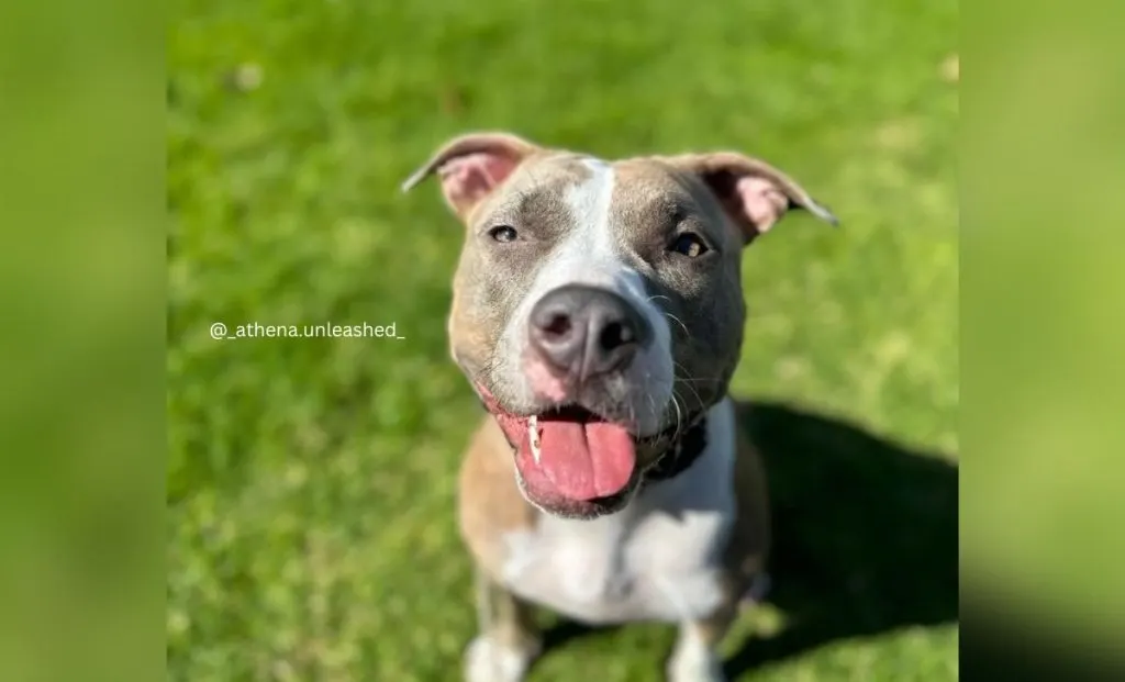  Blue Brindle Pitbull