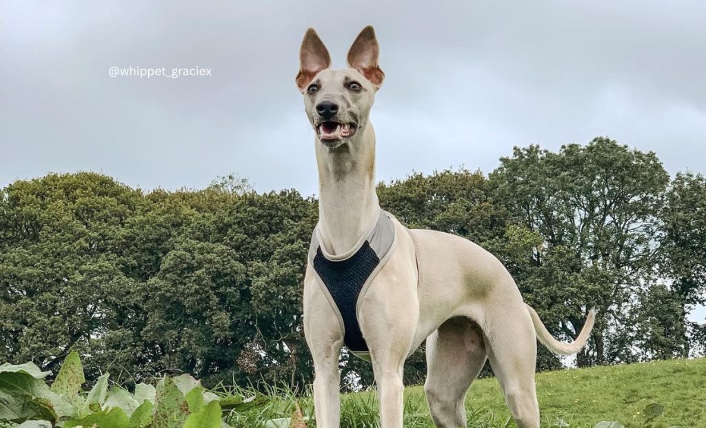 blue fawn whippet color