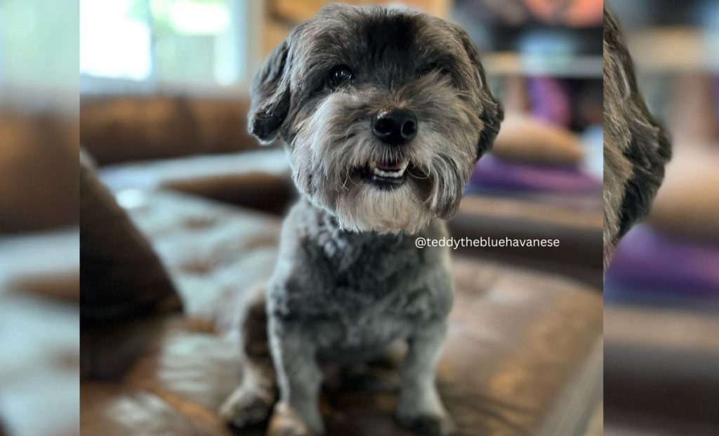 blue havanese color