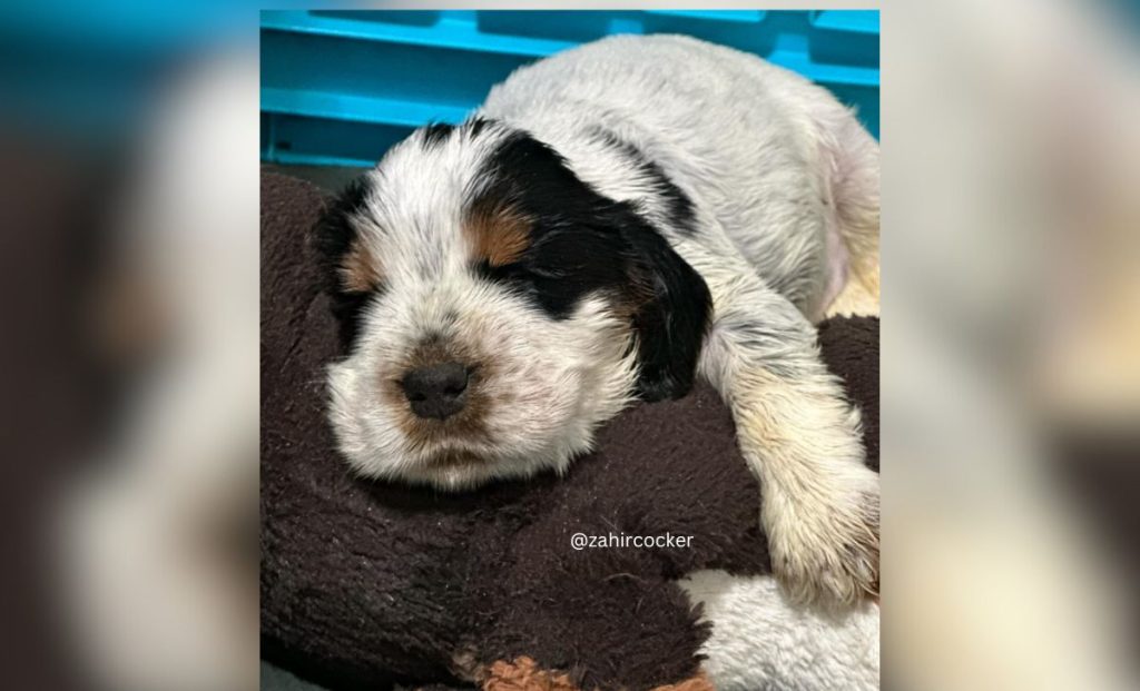 blue roan and tan cocker spaniel color