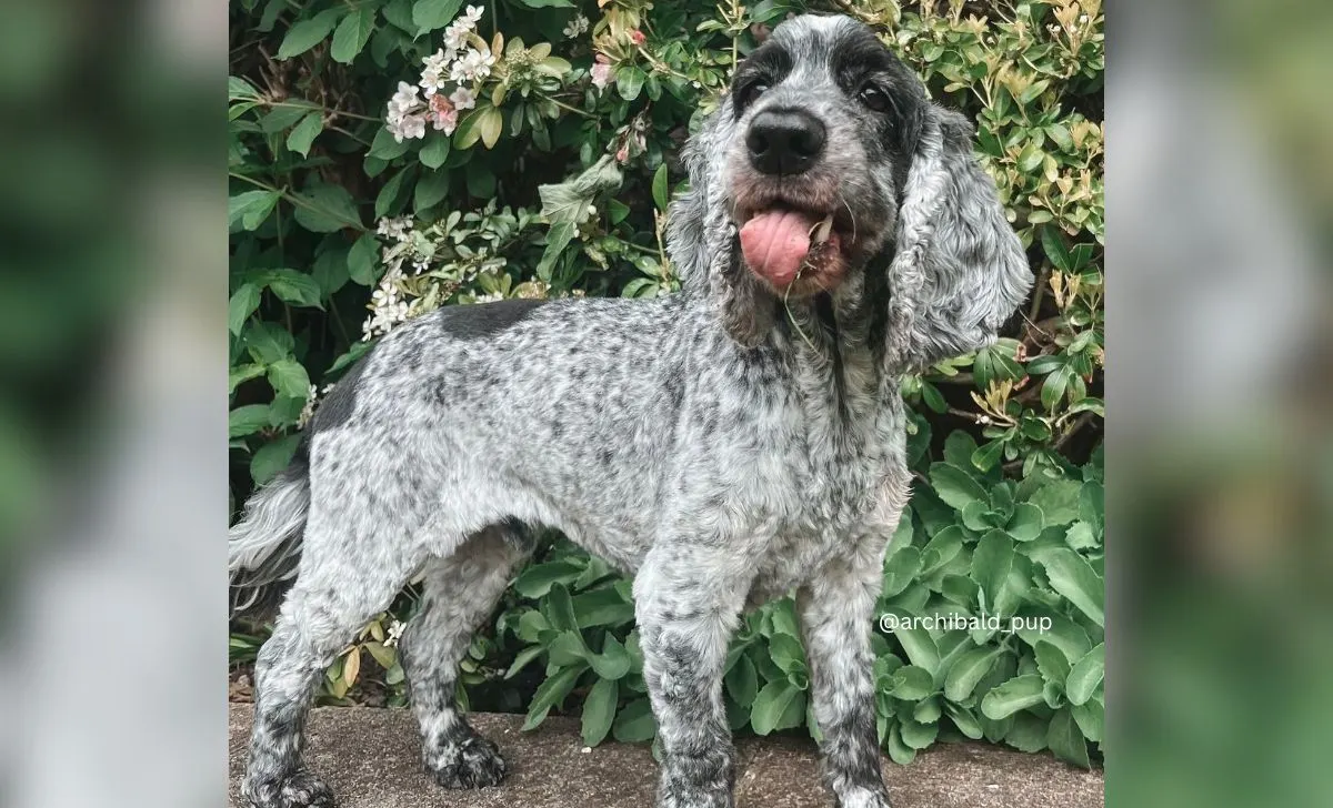 blue roan cocker spaniel color