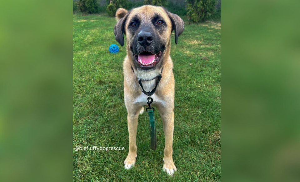 16 Anatolian Shepherd Mixes With Pictures To Show