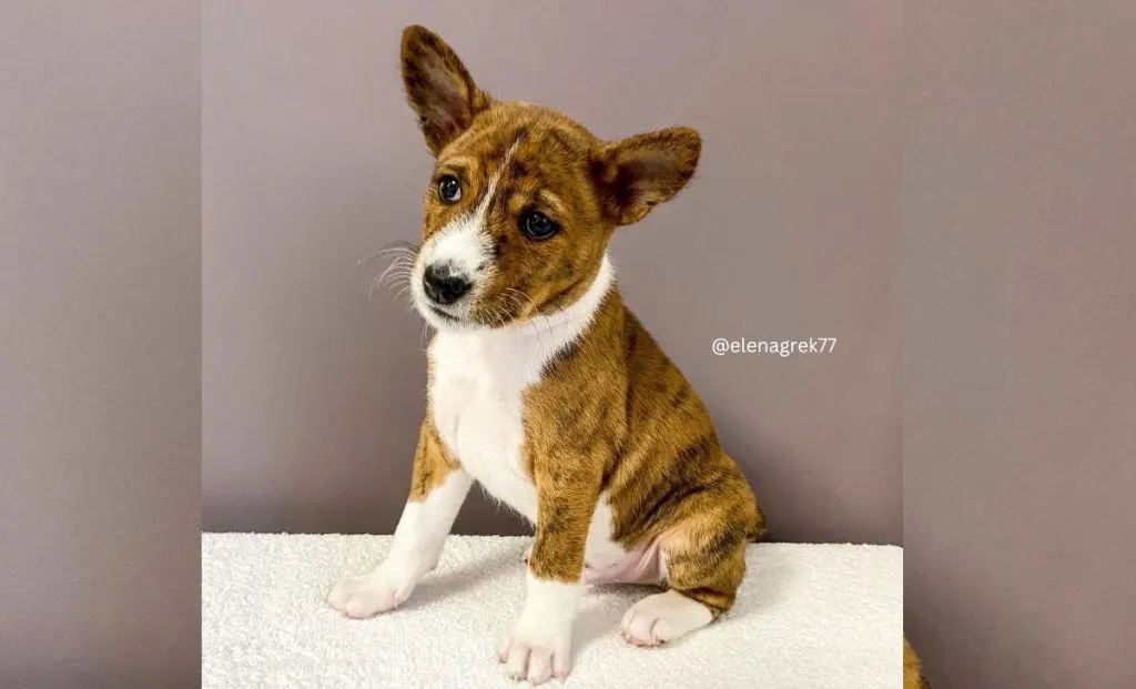 brindle and white basenji color