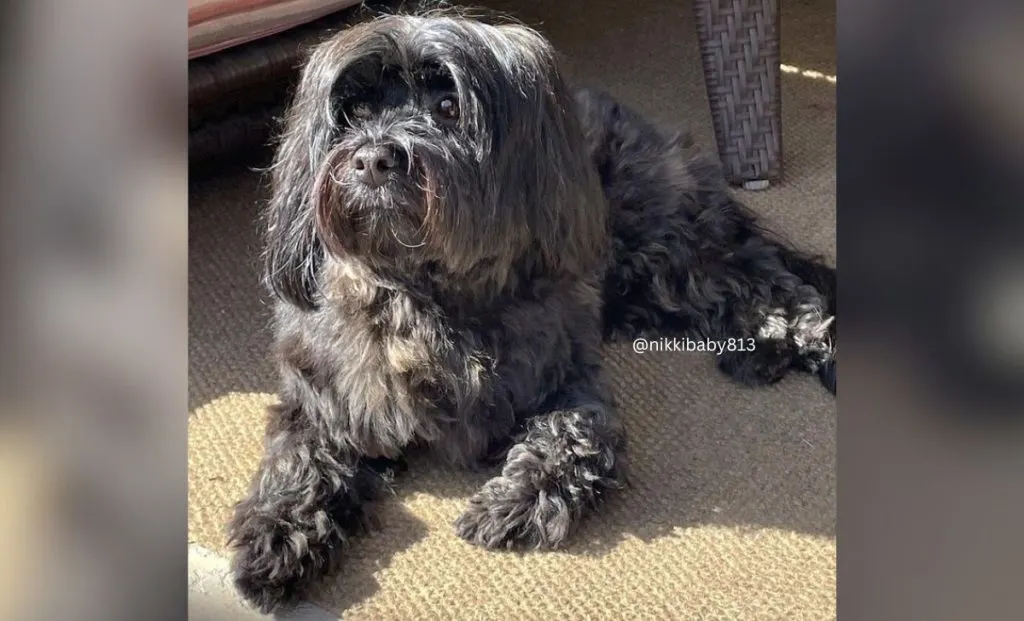 brindle havanese