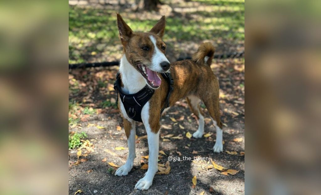 brindle markings basenji color