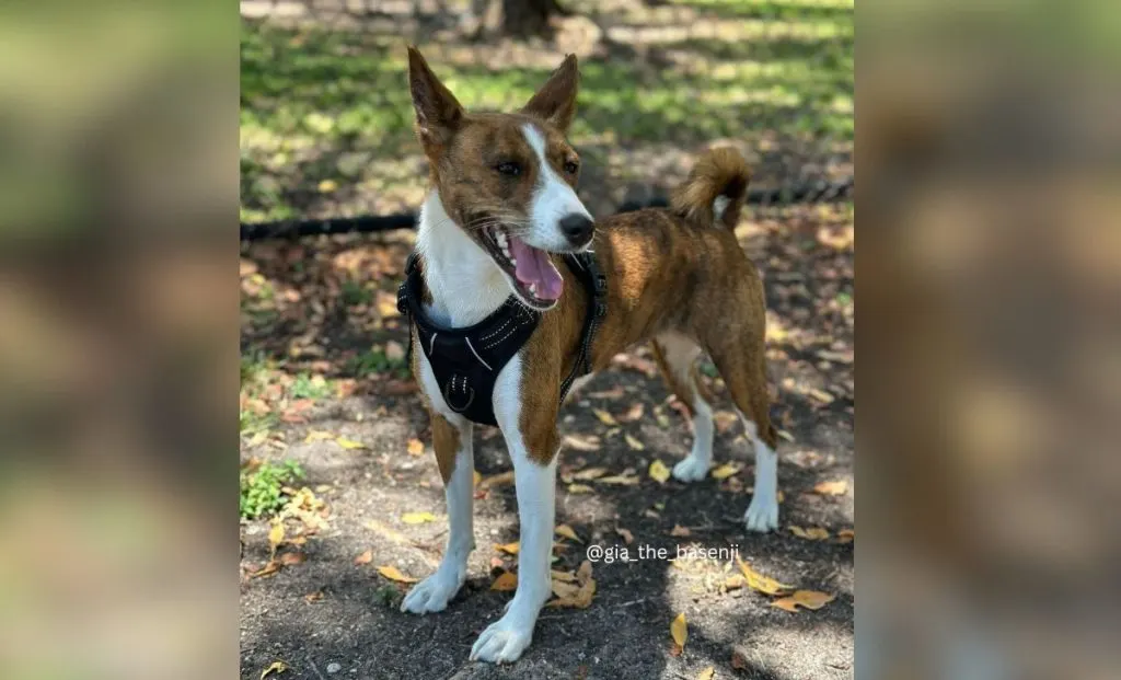 4 Classic Basenji Colors, 5 Rare Hues & 4 Stunning Markings