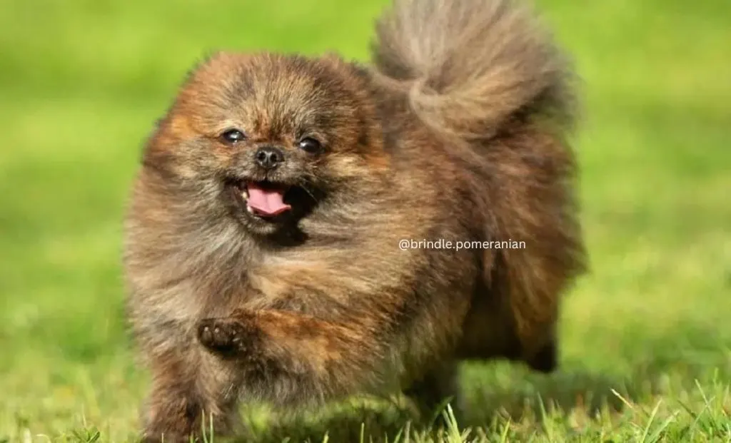 brindle pomeranian color