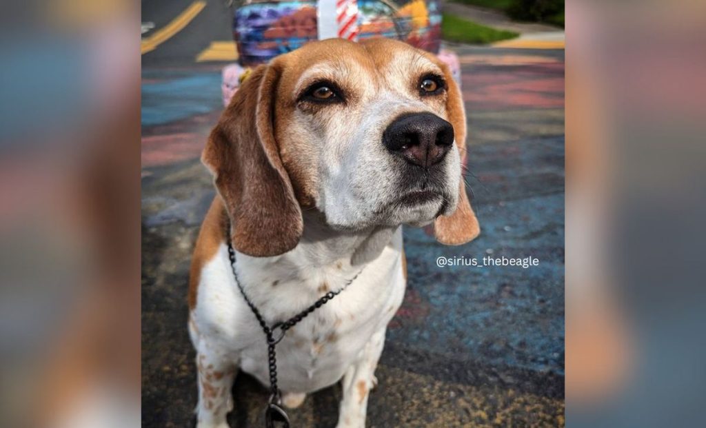 brown and white beagle color