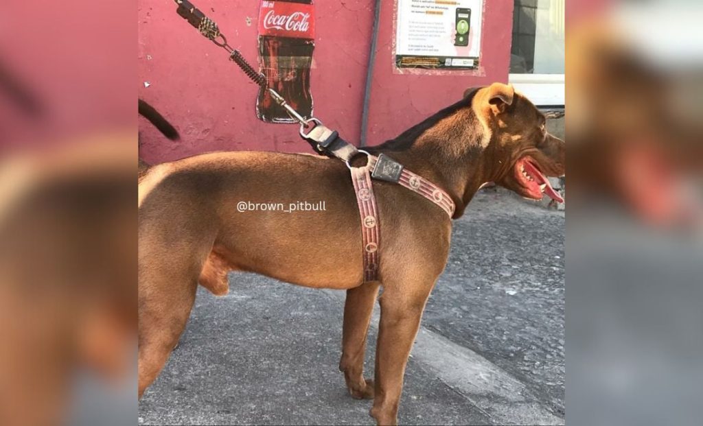 Brown Pitbull