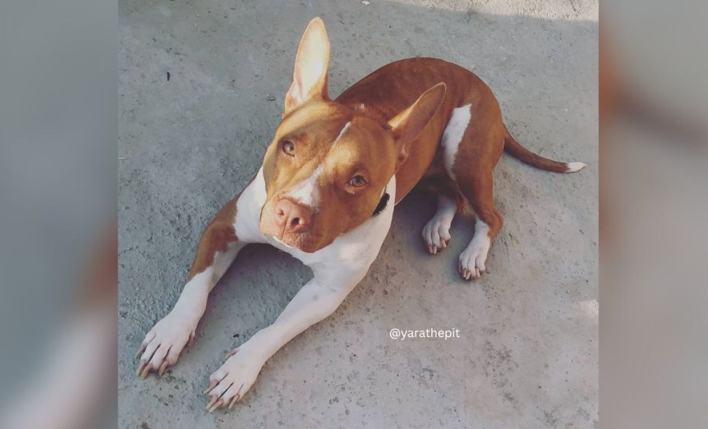 Bull Terrier Pitbull Mix