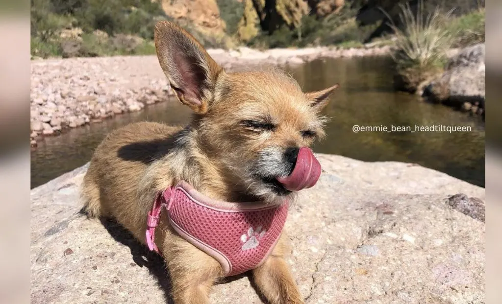 Chihuahua x Cairn