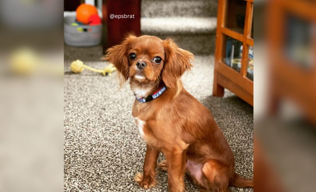 Chihuahua x Cavalier King Charles Spaniel