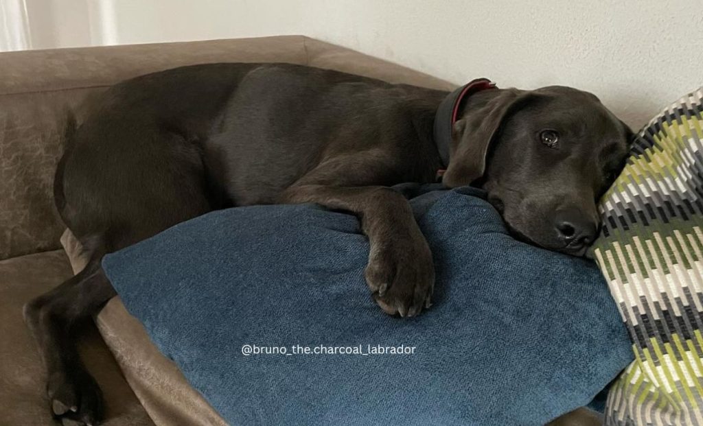 charcoal labrador