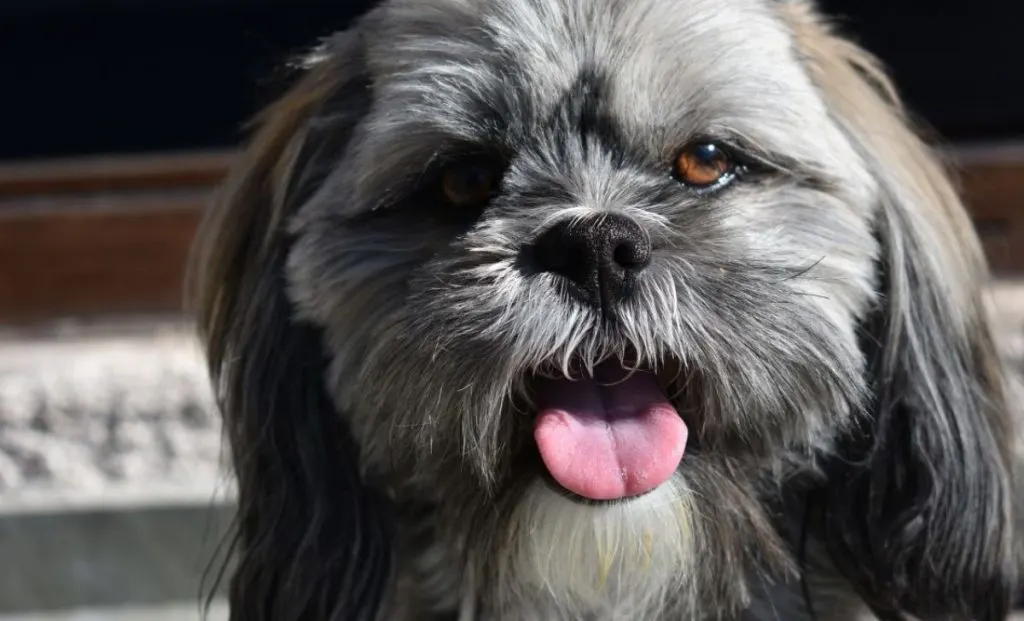 charcoal lhasa apso